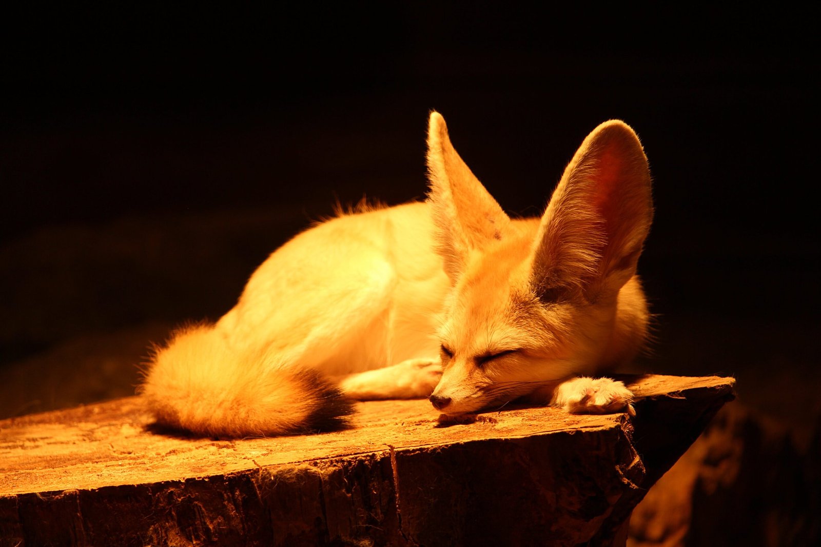 Are there any other supernatural creatures in the world of "I Was Reincarnated as a Baby Fox God"?