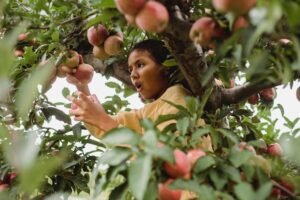 Harimanga: Unveiling the Wonders of a Unique Fruit